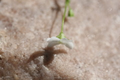 Mitrasacme nummularia