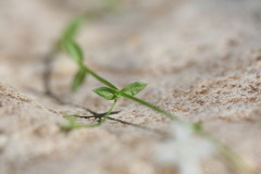 Mitrasacme nummularia