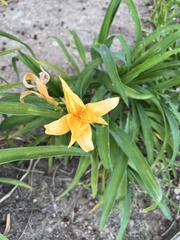 Hemerocallis hakuunensis