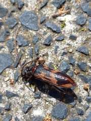 Phoracantha semipunctata