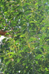 Acacia gardneri