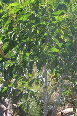 Acacia gardneri