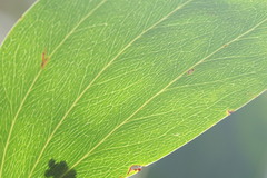 Acacia gardneri