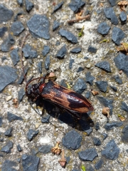 Phoracantha semipunctata