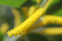 Acacia gardneri