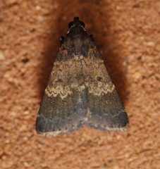 Hydrillodes dimissalis