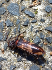 Phoracantha semipunctata