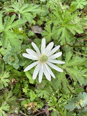 Anemone berlandieri