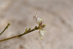 Utricularia caerulea
