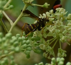 Poecilopompilus interruptus