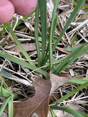 Nothoscordum bivalve