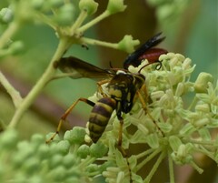 Poecilopompilus interruptus
