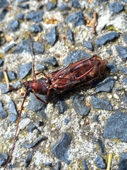 Phoracantha semipunctata