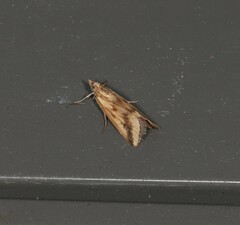 Achyra massalis