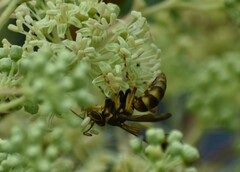 Poecilopompilus interruptus