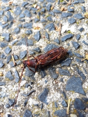 Phoracantha semipunctata