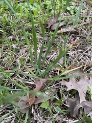 Nothoscordum bivalve