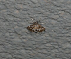 Anydraula pericompsa
