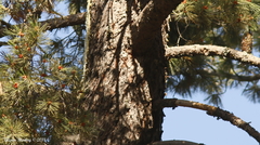 Pinus lambertiana