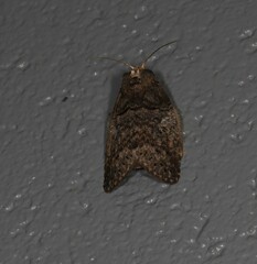 Archigargetta amydra