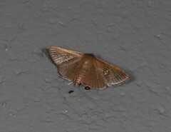 Banisia