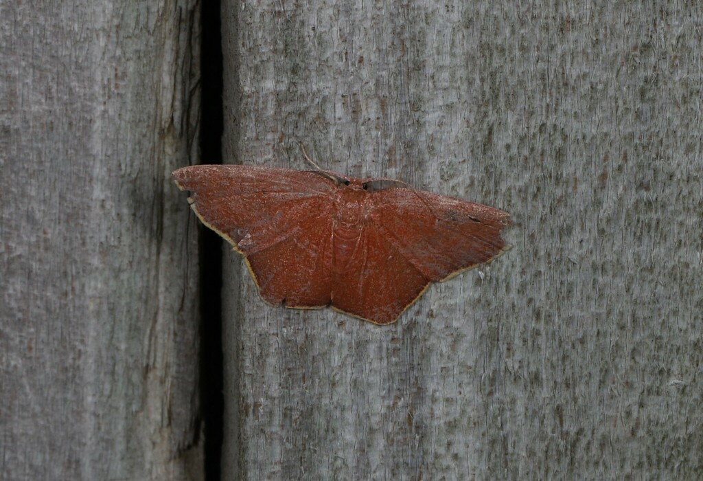 Chrysocraspeda eumeles