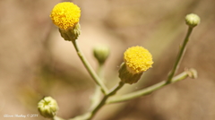 Erigeron inornatus
