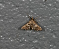 Diasemia accalis