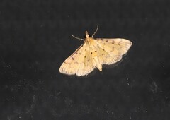 Herpetogramma cynaralis