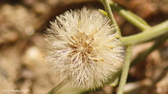 Erigeron inornatus