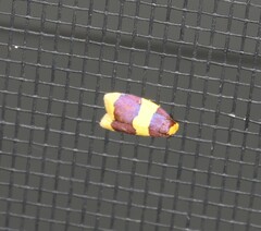 Heterallactis phlogozona