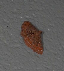 Homodes bracteigutta