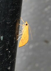 Hyalobathra brevialis
