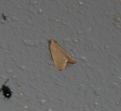 Hypsopygia albidalis