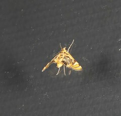 Margarosticha repetitalis