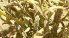 Erigeron inornatus
