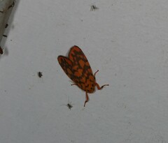 Miltochrista quadrilineata