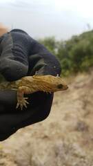 Diplodactylidae