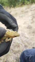 Diplodactylidae