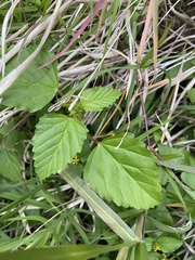 Malvastrum coromandelianum