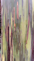 Eucalyptus deglupta