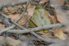 Erastria decrepitaria