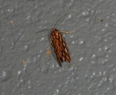 Meyrickella torquesauria