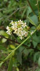 Parsonsia capsularis
