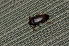 Hymenorus