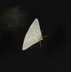 Oenochroma infantilis