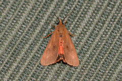 Virbia aurantiaca