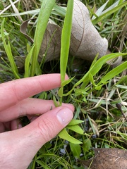 Limnosciadium pumilum