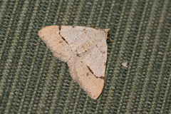 Frederickia flaviterminata