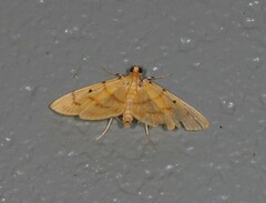 Orthospila orissusalis